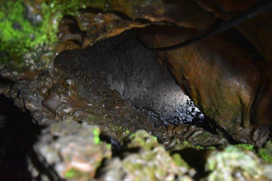 Funatsu Tainai Jugata Lava Tree Mold